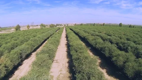 Arial View of jojoba plants rows in desert field Video stock 82782040