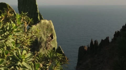 Arial view of the ocean from above with cactus and other tropical greenery Stock Footage 310266010