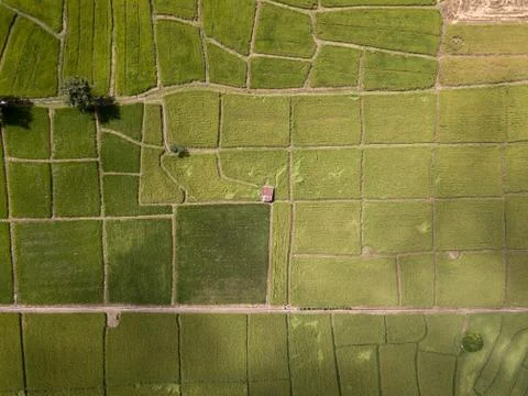 Arial view of old galvanized cottage in rice fields growing. concept agricult Stock Photos