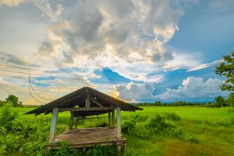 Arial view of old galvanized cottage in rice fields growing. concept agricult Stock Photos