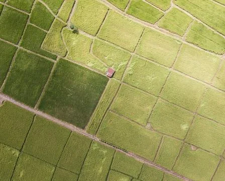 Arial view of old galvanized cottage in rice fields growing. concept agricult Stock Photos