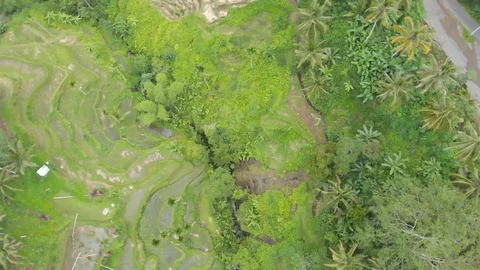 Arial view of a palm and rice terrace in Ubud. Rotation of the camera. Stock Footage 103516249
