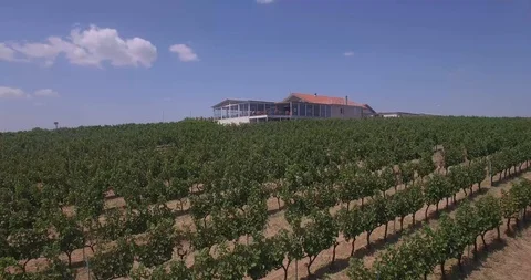Arial view. Passing trough the wine yard in summer Stock Footage 98613194