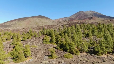 Arial View Pine Forest Mount Teide Tenerife Spain Stock Footage 104407735