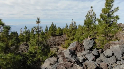Arial View Pine Forest Mount Teide Tenerife Spain Stock Footage 104407816