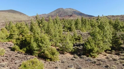 Arial View Pine Trees Atlantic Ocean Mount Teide Tenerife Spain Stock Footage 104407586