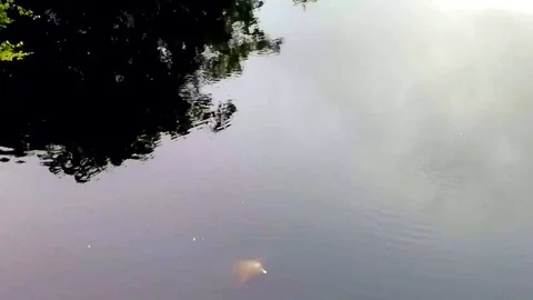 Arial view of pink river dolphins in Cuyabeno National Park, Ecuador. Stock Footage 105214129