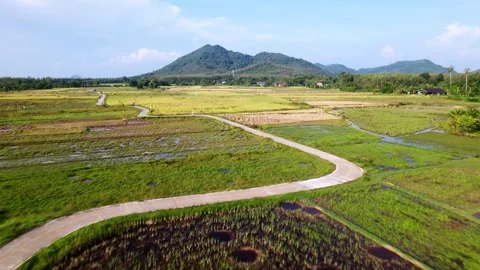 Arial view of a rice field in Southeast Asia. Stock Footage 336530068