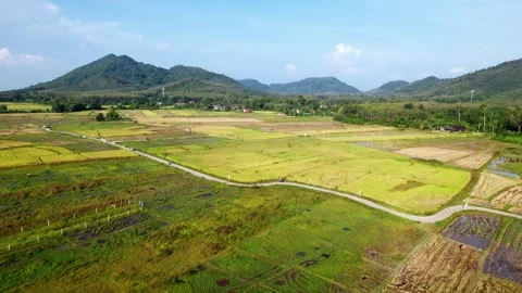 Arial view of a rice field in Southeast Asia. Stock Footage 336530080