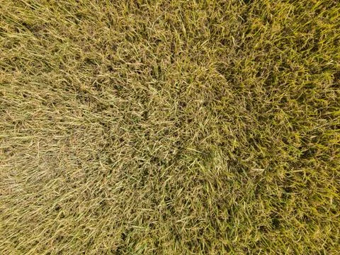Arial view of  rice fields growing. concept agriculture Stock Photos