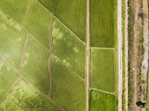 Arial view of  rice fields growing. concept agriculture Stock Photos