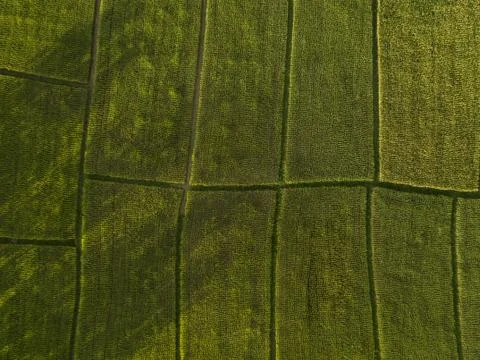 Arial view of  rice fields growing. concept agriculture Stock Photos