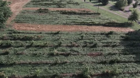Arial View of Rows in a Field in a Rural Winery Stock-Footage 231239998
