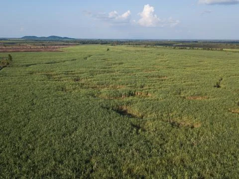 Arial view of sugarcane fields growing in afternoon with shadow of cloud and Stock Photos