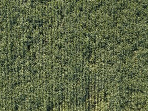 Arial view of sugarcane fields growing in afternoon with shadow of cloud and Stock Photos