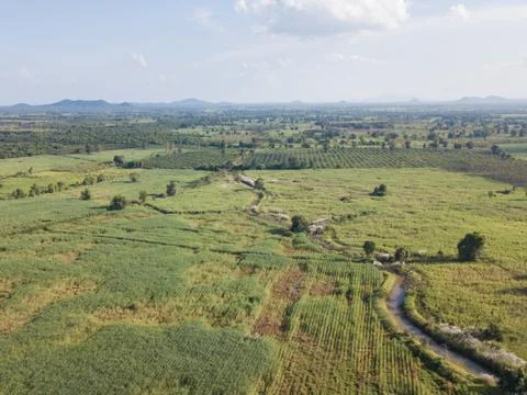 Arial view of sugarcane fields growing in afternoon with shadow of cloud and Stock Photos