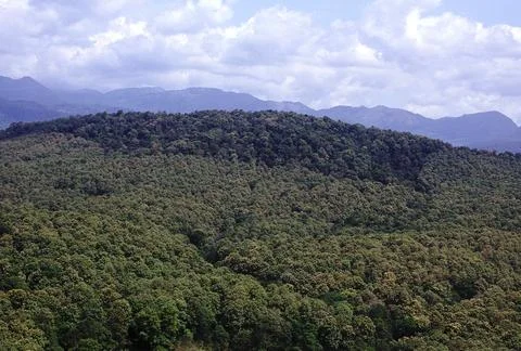 A arial view of Teak plantations. The lighter foliage of the Teak plantatio.. Stock Photos
