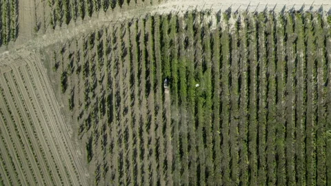 Ariale top down of vineyards in Piemonte Stock Footage 205192446
