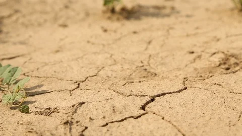 Arid Cracked Ground Rack Focus To Plant Tilt Up 스톡 동영상 125168541