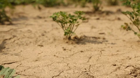 Arid Cracked Ground Rack Focus To Plant Stock-Footage 125168761