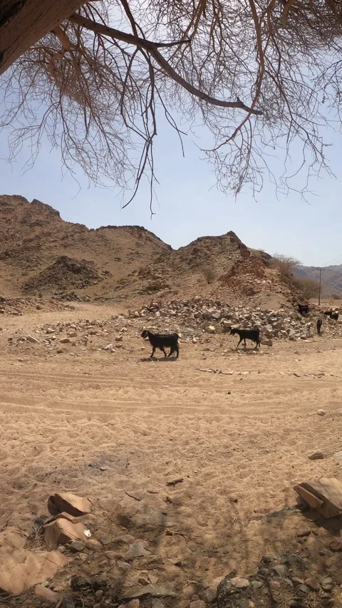 Arid Desert Landscape in Harsh Environment Under Power Lines Video stock 320438447