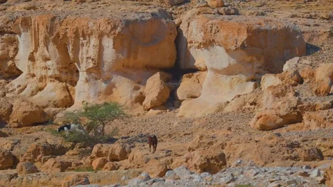 Arid Desert Landscape with Unique Eroded Sandstone Formations and Animals Stock Footage 324767426