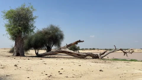 Arid Desert Scene, Green Trees, Fallen Wood, and Watering Hole in Cholistan Stock Footage 320350682