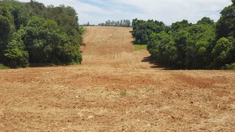Arid field between dense forests Stock Photos