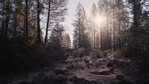 Arid forest outside Bend Oregon - Sun poking through the pines Stock Footage 99803654