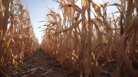 Arid ground with dried corn plants on a field. Germany 2022 Video stock 231301493