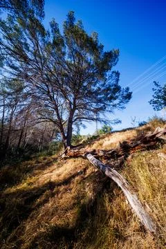 Arid Hillside with Pine Tree and Dead Log in Benidorm Foto stock