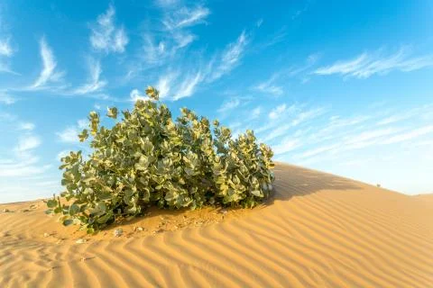 Arid Land Stock Photos