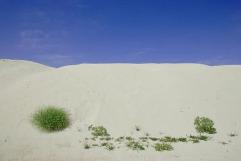 Arid Landscape With Bushes Stock Photos