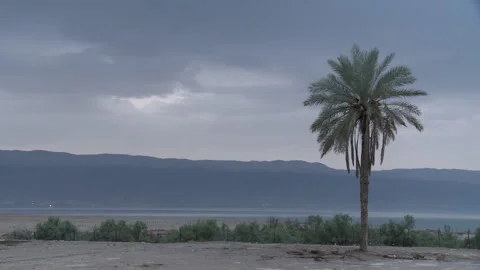 Arid landscape with a palm tree Stock Footage 231476788
