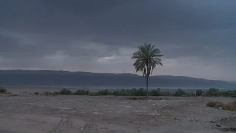 Arid landscape with a palm tree Video stock 231476818