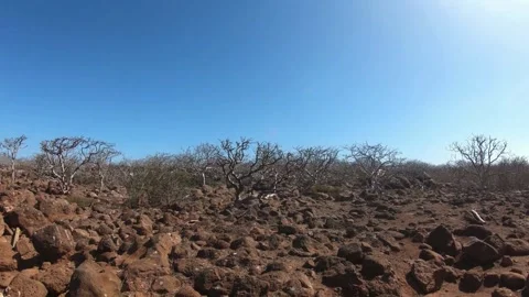 Arid Landscape with Sparse Vegetation and Rocky Terrain Stock Footage 310216633