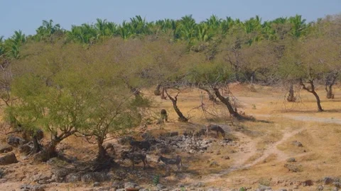 Arid Landscape with Trees and Animals East of Salalah, Oman Stock Footage 324769115