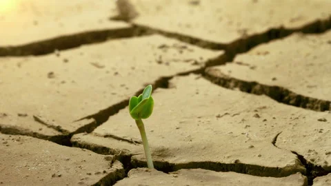 Arid - New Life Stock Footage 305823316