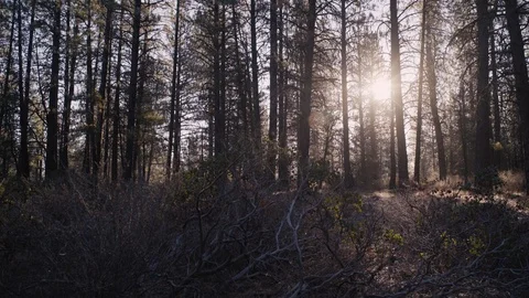 Arid Pine Forest - Sunrise - Bend Oregon Stock Footage 99803604