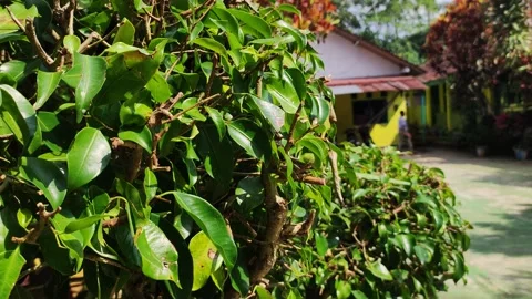 Arid school garden Video stock 207613247