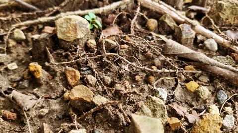 Arid Soil Background with Stone and Roots Natural Terrestrial Ground Texture 스톡 동영상 331786192