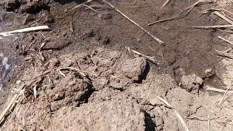 Arid Soil Moisture Absorption Macro View 動画素材 338422860