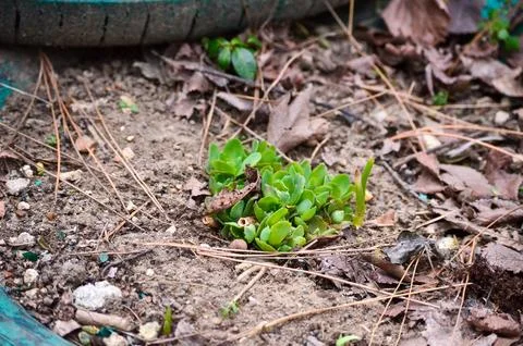 Arid soil with a tiny patch of green grass in the middle. Stock Photos
