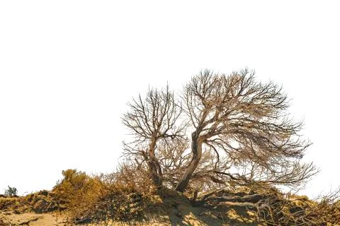 Arid Tree Punta del Marquez Viewpoint Chubut Argentina Stock Photos