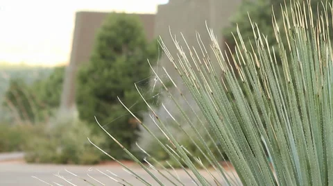 Arid Vegetation Stock Footage 40815417