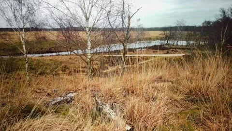 Arid winter heather landscape with bare birch trees and yellow grass Stock Footage 269135847