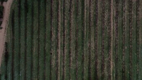 Arieal Top-Down View on Vinyard in Vilanova 4k drone Stock-Footage 287995378