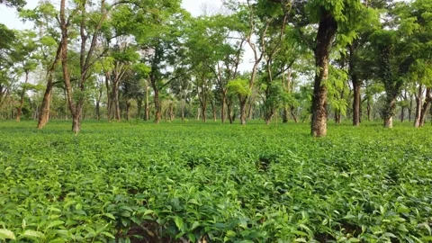 Ariel or drone view sort of tea garden Assam. Video stock 239617182