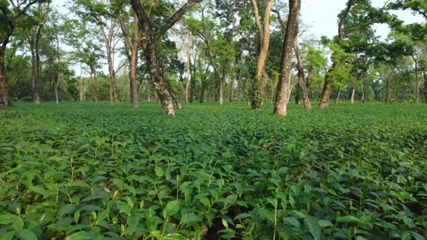 Ariel or drone view sort of tea garden Assam. Video stock 239617647