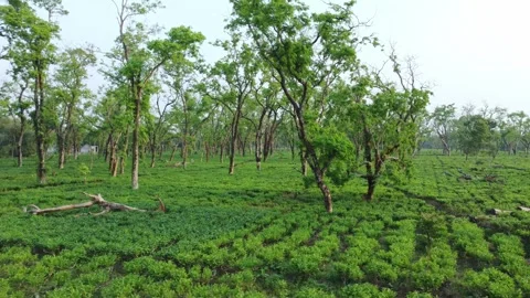 Ariel or drone view sort of tea garden Assam. Stock Footage 240655086